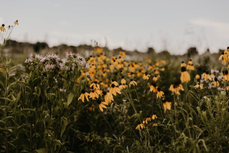 Why Native Plants Make Stronger, Healthier Gardens