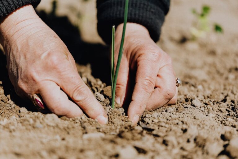 Exploring the Balance Between Plants and Climate