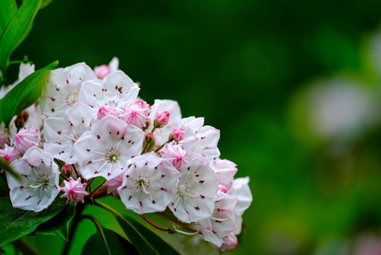 How Plants Shape and Support Ecosystems